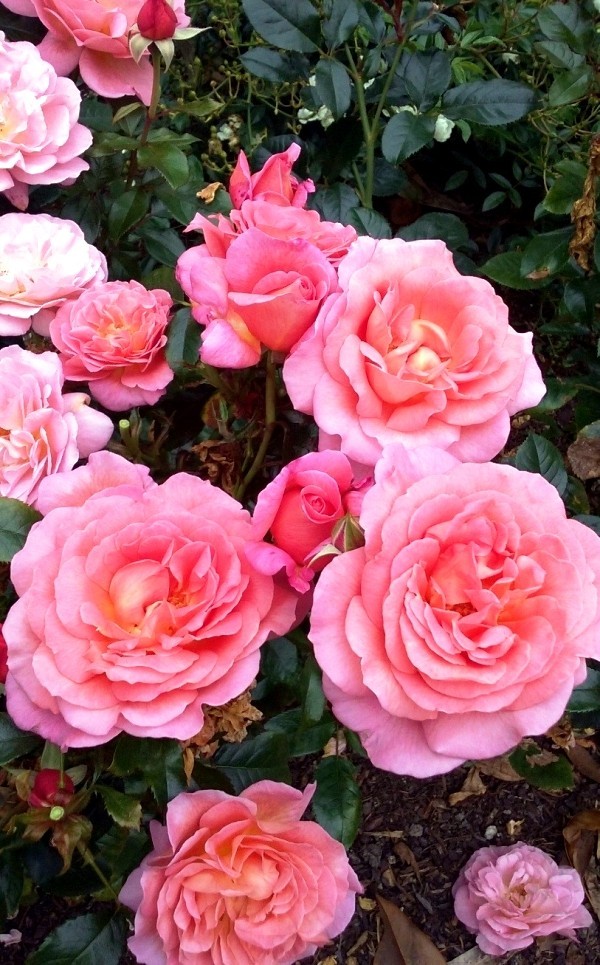 Rosen schneiden im Herbst oder Frühling – Grundlagen und Tipps aromatische rosen teehybride rosa