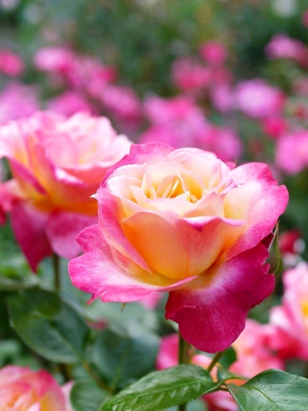 Rosen schneiden im Herbst oder Frühling – Grundlagen und Tipps aromatische teehybride rosa gelb