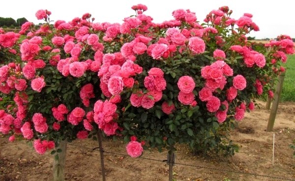 Rosen schneiden im Herbst oder Frühling – Grundlagen und Tipps floribunda rosen büschchen