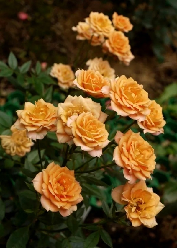 Rosen schneiden im Herbst oder Frühling – Grundlagen und Tipps gelbe aromatische zwergrosen