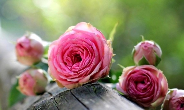 Rosen schneiden im Herbst oder Frühling – Grundlagen und Tipps geschnittene trockene rosen