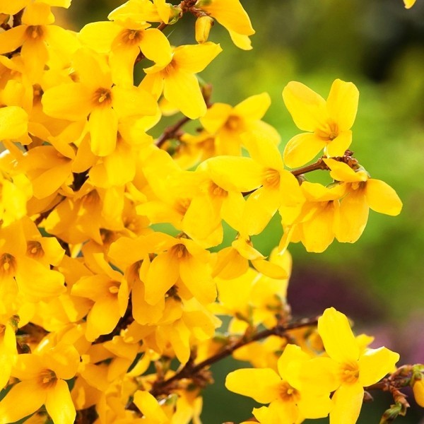 Rosen schneiden im Herbst oder Frühling – Grundlagen und Tipps goldglöckchen im garten hinweis