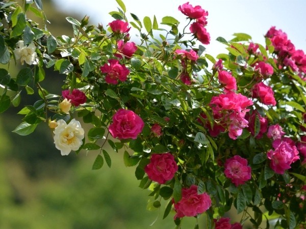 Rosen schneiden im Herbst oder Frühling – Grundlagen und Tipps kletterrosen im garten