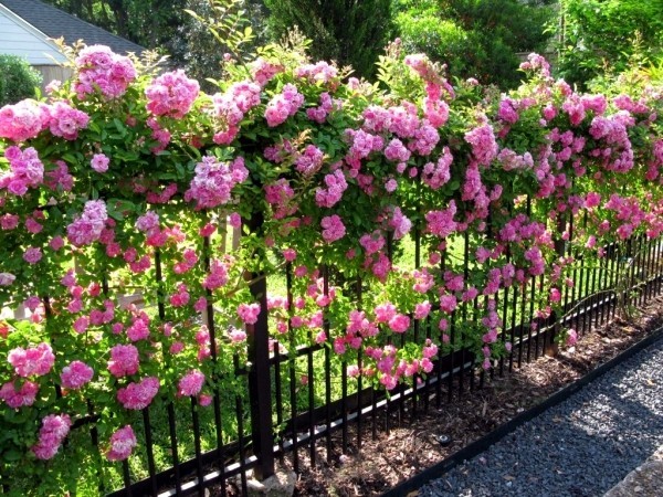 Rosen schneiden im Herbst oder Frühling – Grundlagen und Tipps kletterrosen in rosa am zaun