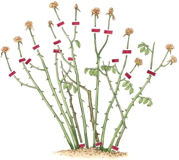 Rosen schneiden im Herbst oder Frühling – Grundlagen und Tipps leicht trimmen nur blütten