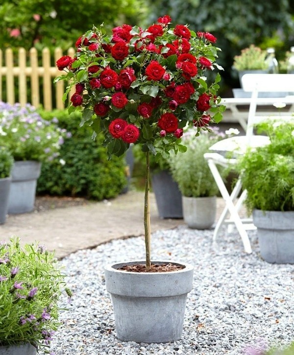 Rosen schneiden im Herbst oder Frühling – Grundlagen und Tipps rosen baum stammrosen rot