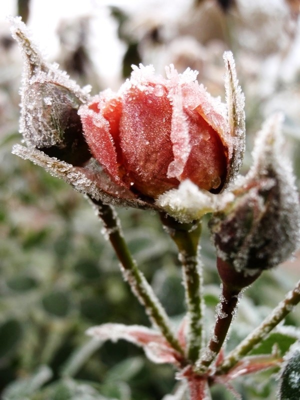 Rosen schneiden im Herbst oder Frühling – Grundlagen und Tipps rosen im winter mit frost eis