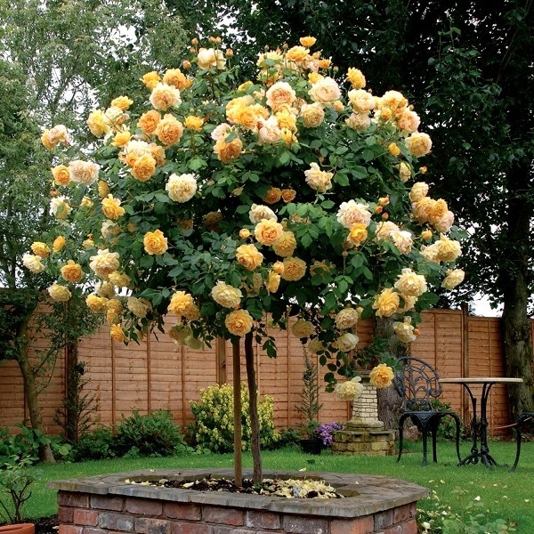 Rosen schneiden im Herbst oder Frühling – Grundlagen und Tipps stammrose rosenbaum gelb