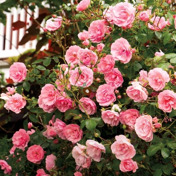 Rosen schneiden im Herbst oder Frühling – Grundlagen und Tipps volle rosen im frühling und sommer