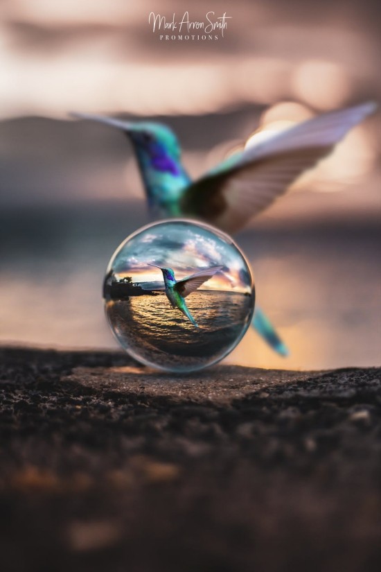 Geheimnisse der Glaskugel Fotografie – Tipps und Ideen kolibri vogel bei sonnenuntergang
