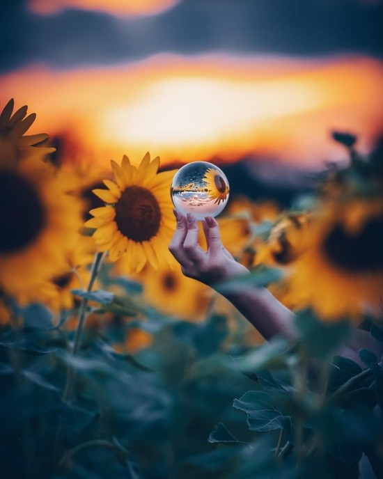 Geheimnisse der Glaskugel Fotografie – Tipps und Ideen sonnenblumen feld bei sonnenuntergang
