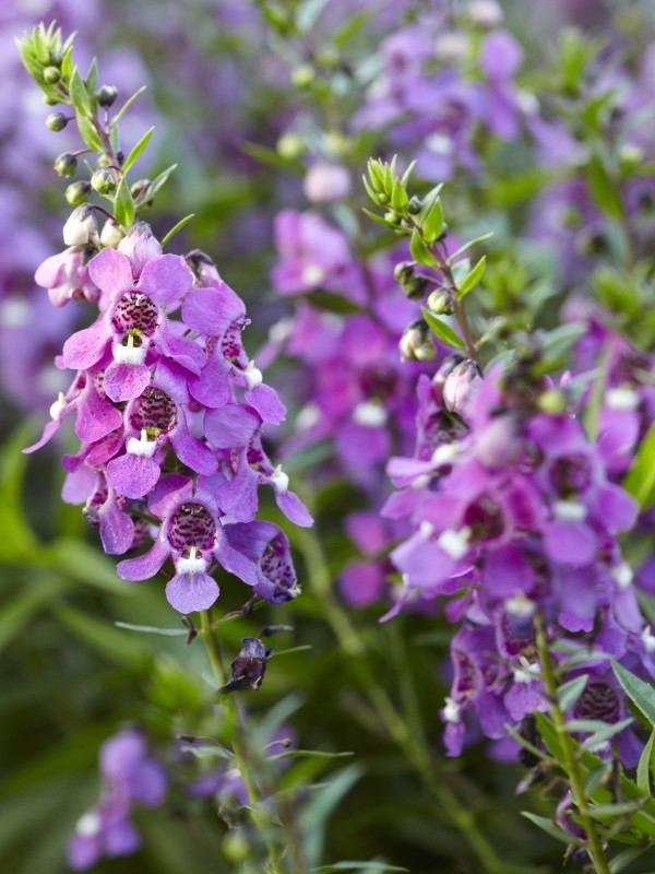Top 10 blühende Pflanzen für pralle Sonne angelonia in lila engelsgesicht