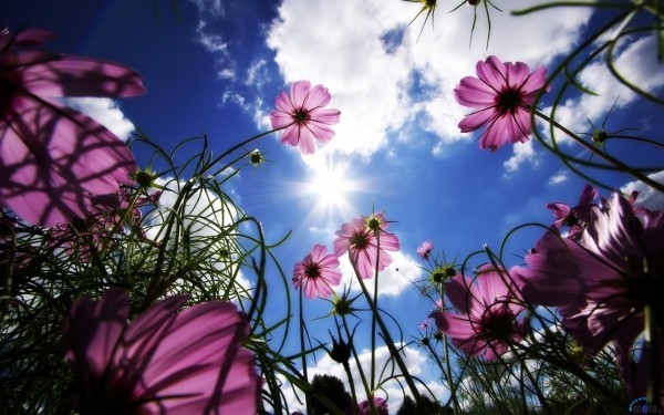 Top 10 blühende Pflanzen für pralle Sonne blumen in der sonne echincea