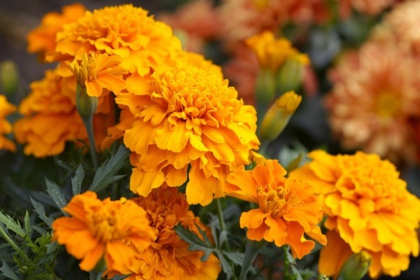 Top 10 blühende Pflanzen für pralle Sonne calendula orange gelb ringelblumen