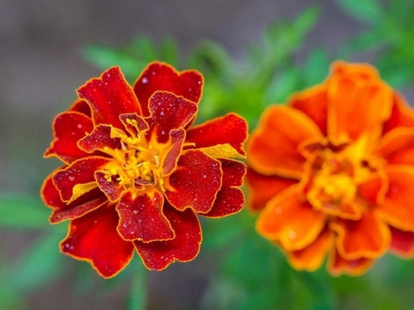Top 10 blühende Pflanzen für pralle Sonne calendula ringelblume orange rot