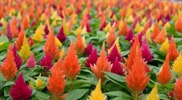 Top 10 blühende Pflanzen für pralle Sonne celosia brandschopf bunt farben