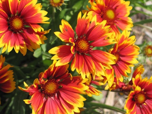 Top 10 blühende Pflanzen für pralle Sonne gaillardia kokardenblumen bunt
