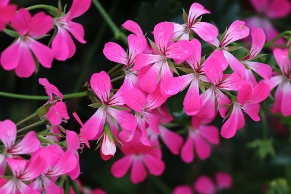 Top 10 blühende Pflanzen für pralle Sonne geranium storchschnabel rosa lila