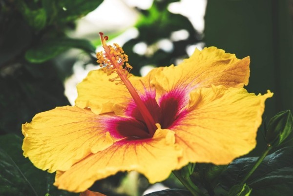 Top 10 blühende Pflanzen für pralle Sonne hibiskus gelb hübsch