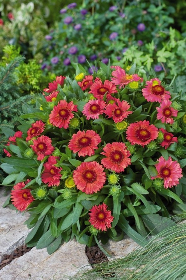 Top 10 blühende Pflanzen für pralle Sonne kokardenblumen im garten gaillardia