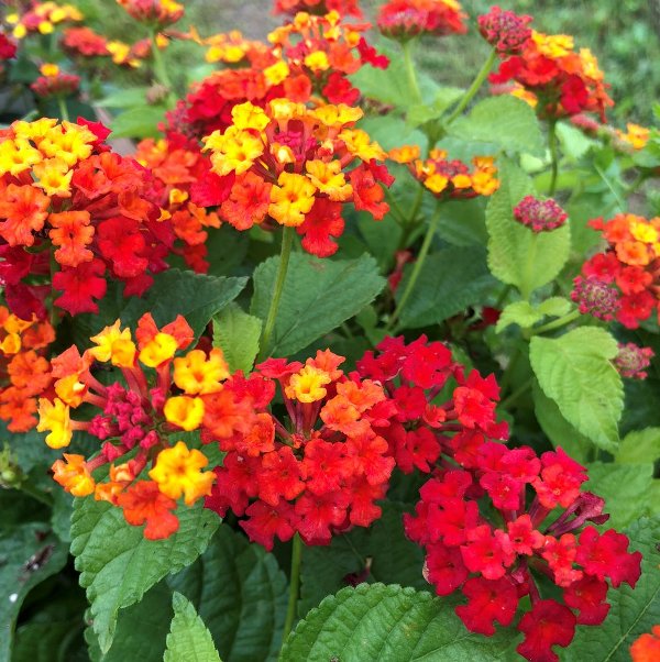 Top 10 blühende Pflanzen für pralle Sonne lantana wandelröschen orange rot