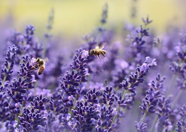 Top 10 blühende Pflanzen für pralle Sonne lila lavendel feld mit bienen