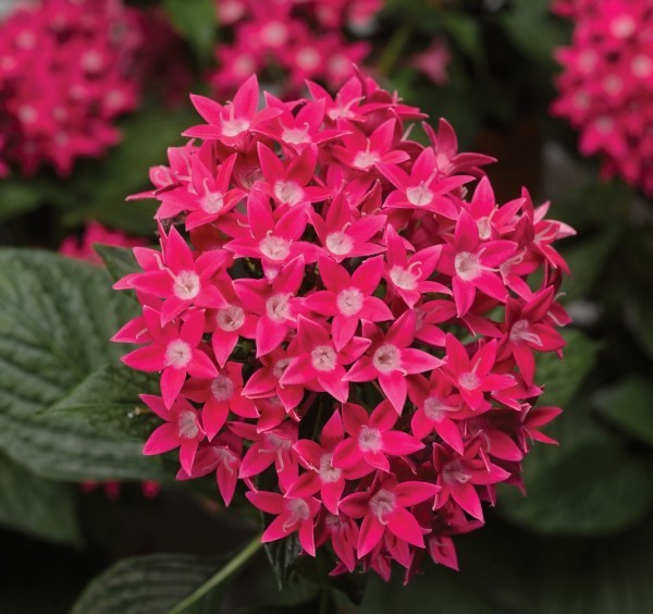 Top 10 blühende Pflanzen für pralle Sonne pentas sternenblumen rosa lila