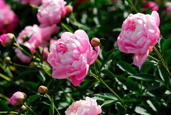 Top 10 blühende Pflanzen für pralle Sonne pfingstrosen rosa büschel