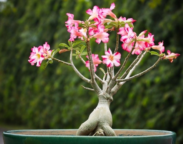 Top 10 blühende Pflanzen für pralle Sonne wüstenrose adenium obesum rosa blüten