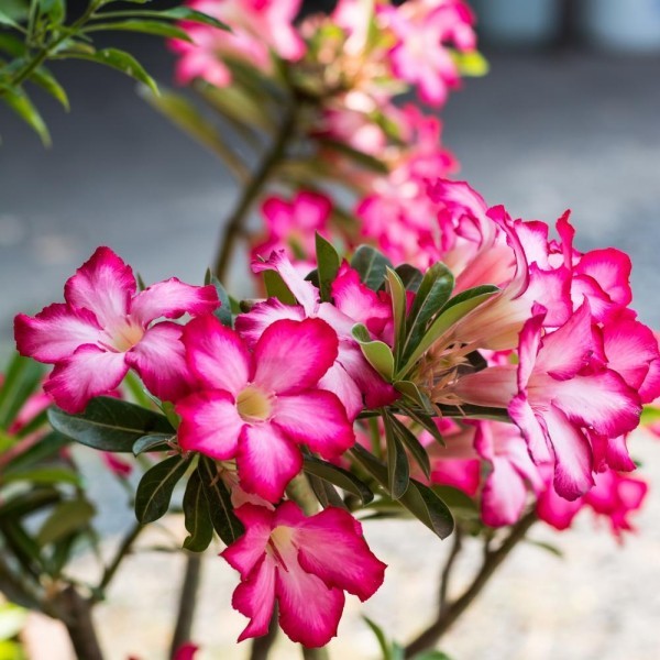 Top 10 blühende Pflanzen für pralle Sonne wüstenrose rosa weiße blüten