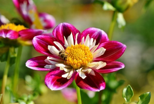 Top 10 blühende Pflanzen für pralle Sonne zinnien lila weiß mit biene