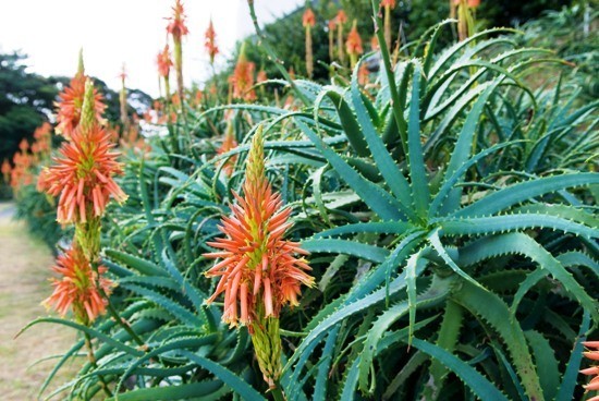 Top 13 Luftreinigende Pflanzen nach NASA Studien Aloe Vera Blumen in Natur