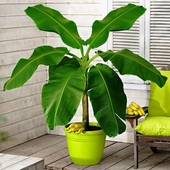 Top 13 Luftreinigende Pflanzen nach NASA Studien bananen palme zimmerpflanze
