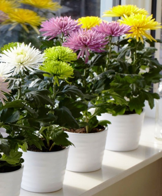 Top 13 Luftreinigende Pflanzen nach NASA Studien chrysanthemen am fensterbank