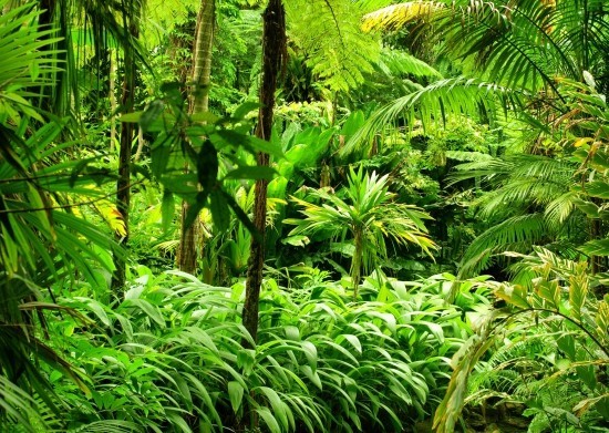 Top 13 Luftreinigende Pflanzen nach NASA Studien urwald dschungel wild