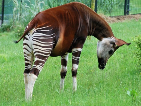 paarhufer okapi ausgefallene tiere tierkunde
