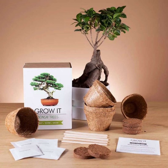Liebevolle und personalisierte Geschenke für Freundin zu jedem Anlass bonsai in topf wachsen