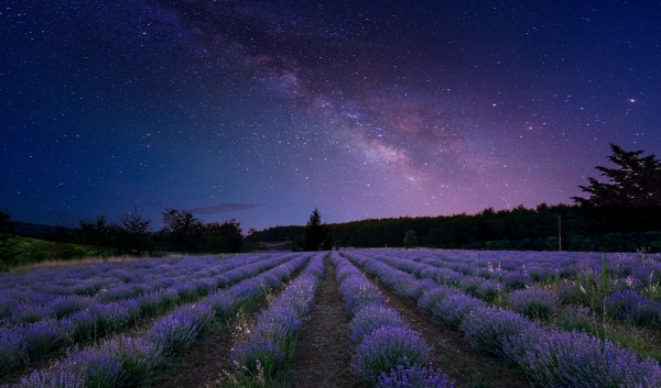 Sternenspuren und Milchstraße fotografieren wie die Profis – Tipps und Tricks lavendel feld landschaft mit lila milchstraße