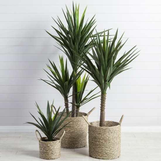 yucca palme büropflnazen ideen zimmerpflanzen kaufen