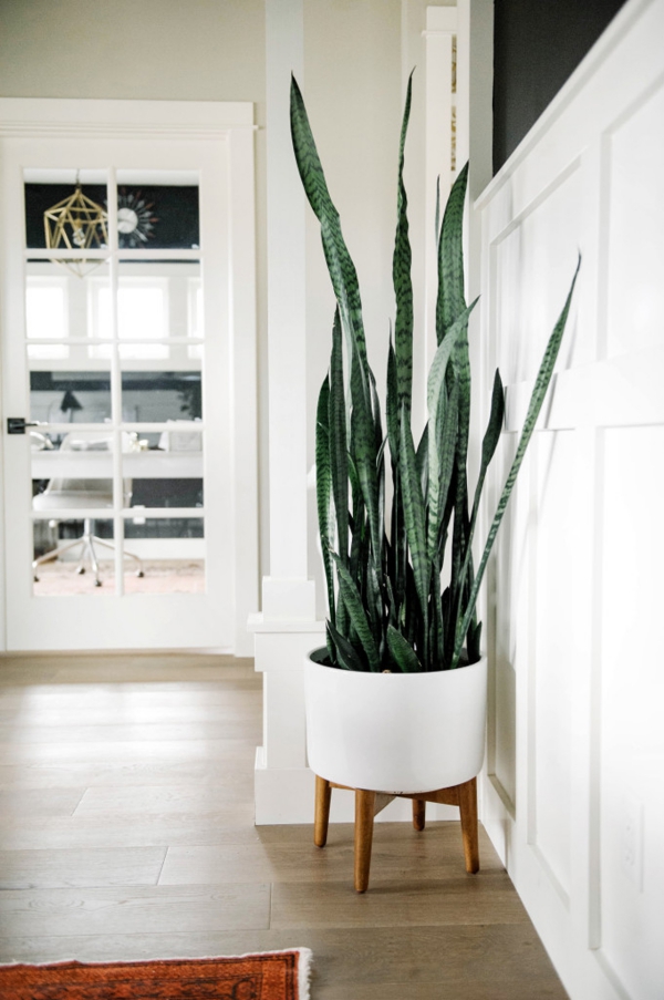 Bogenhanf Pflege und Wissenswertes zur trendigen Zimmerpflanze sensevieria ganz hoch gewachsen minimalismus
