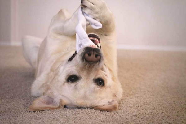 Einfaches Hundespielzeug selber machen, das Bello lieben wird hund spielt mit socke