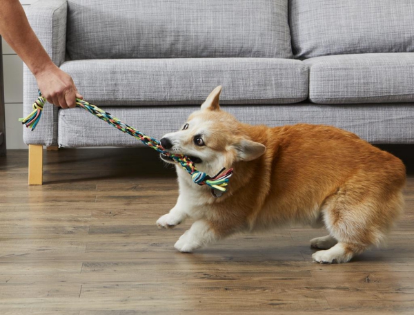 Einfaches Hundespielzeug selber machen, das Bello lieben wird seil spielzeug hund corgi