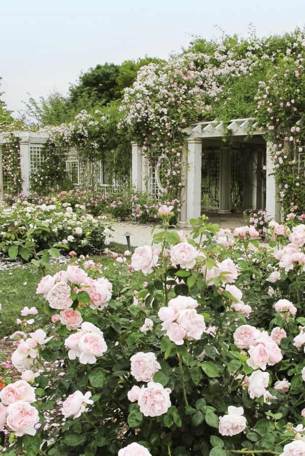 Kreative und schöne Vorgarten Ideen und Gestaltungstipps rosengarten hübsch aromatisch