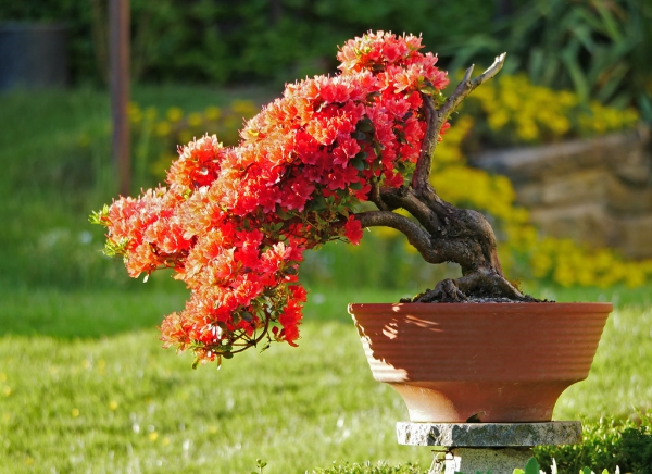 Azalee Pflege und Wissenswertes über den populären Rhododendron bonsai azalee mit roten blüten
