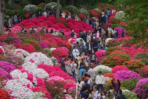 Azalee Pflege und Wissenswertes über den populären Rhododendron bunkyo azalea festival in japan