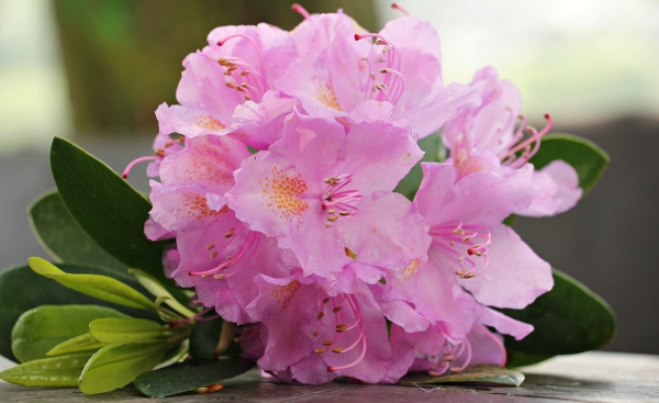 Azalee Pflege und Wissenswertes über den populären Rhododendron hübsche schnittblumen rosa zart