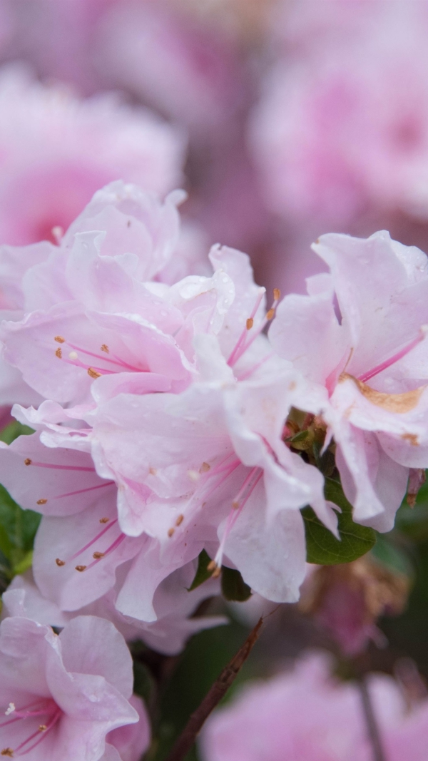 Azalee Pflege und Wissenswertes über den populären Rhododendron hübsche zarte rosa lila blüten azalee
