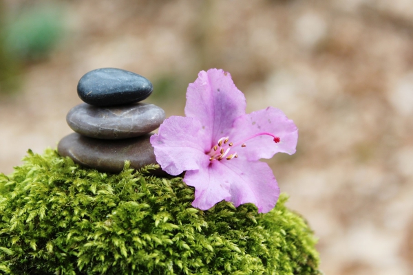 Azalee Pflege und Wissenswertes über den populären Rhododendron japanischer garten moos blüte steine