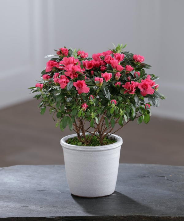 Azalee Pflege und Wissenswertes über den populären Rhododendron rosa azalee in weißer topf moos