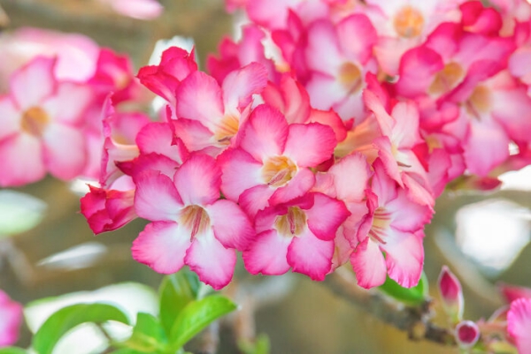 Azalee Pflege und Wissenswertes über den populären Rhododendron rosa weiß sorte schön